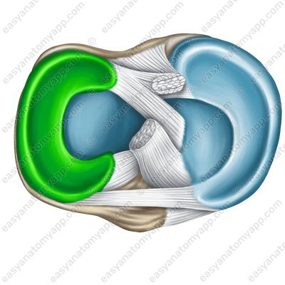 Articular meniscus (meniscus articularis)